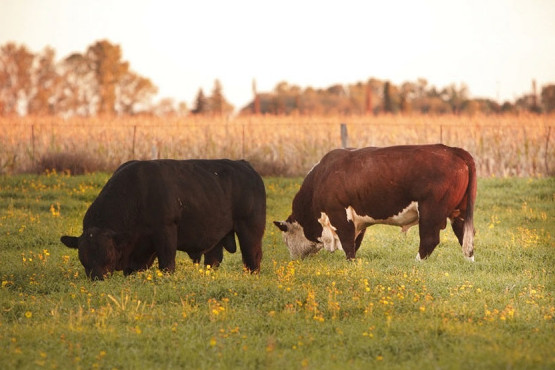 Argentina logró la reapertura del mercado para exportar genética bovina a Uruguay