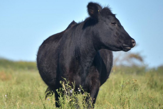 Actualizan plataforma para obtener información sobre la faena de los animales