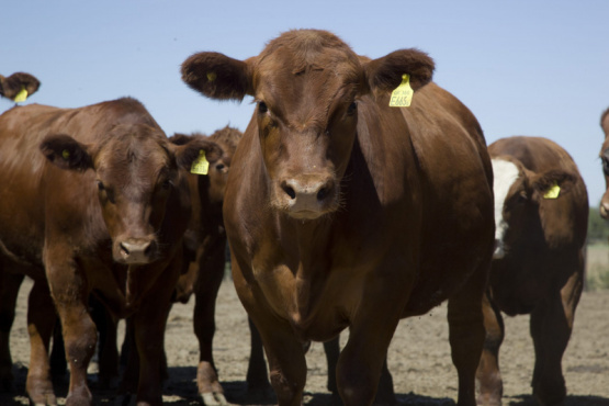 Genes del futuro en bovinos para carne