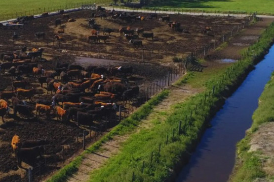 El INTA impulsa estrategias innovadoras para la gestión en feedlots