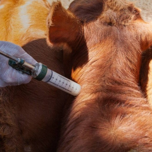 Refuerza sus controles ante un foco de fiebre aftosa en Alemania